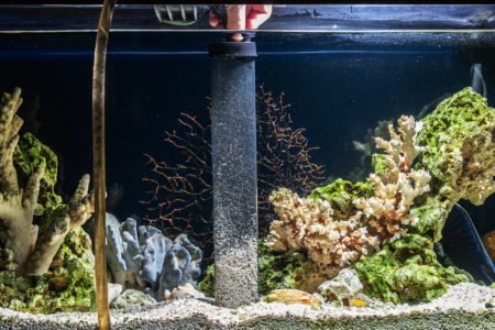 Cleaning,Of,Gravel,In,A,Freshwater,Aquarium