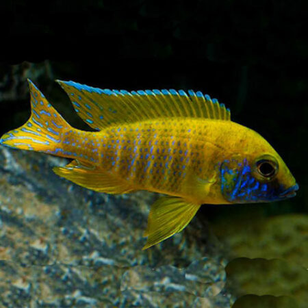 Аулонокара Бенша