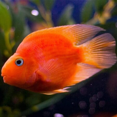 Попугай Японский