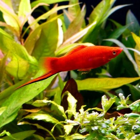 Меченосец красный