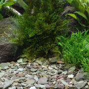 Грунт природный Dennerle Plantahunter Rio Xingu 2-22мм (коричнево-серый) 5кг