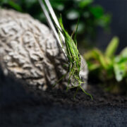 Пинцет для посадки водных растений Dennerle прямой 30 см