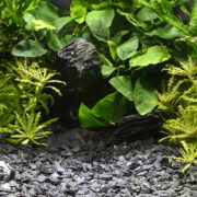 Грунт природный Dennerle Kongo 3-8мм (серый), 500г