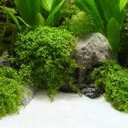 Грунт природный Dennerle Bairaman 0,1-0,6мм (белоснежный), 2,5кг