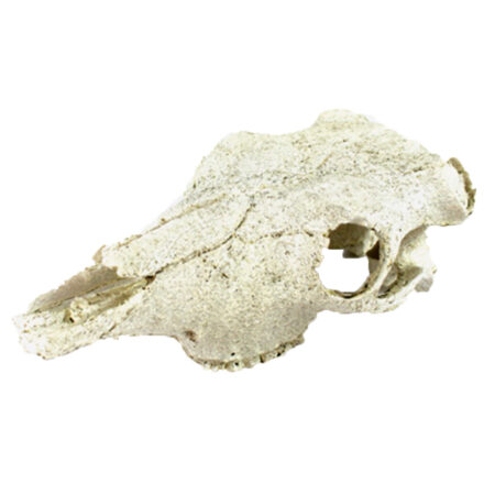 Декорация Nomoy Pet Череп бизона 21х7.5см