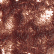 Корм для рыб Tetra FreshDelica Daphnia 48г, желе дафнии