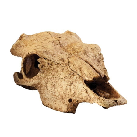 Декорация для террариумов Hagen EXO TERRA Череп бизона