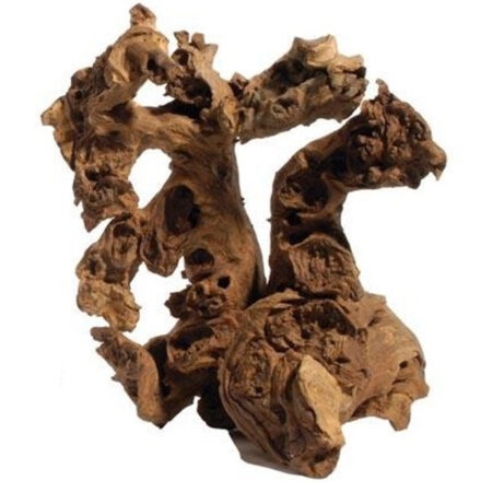 Коряга саванная